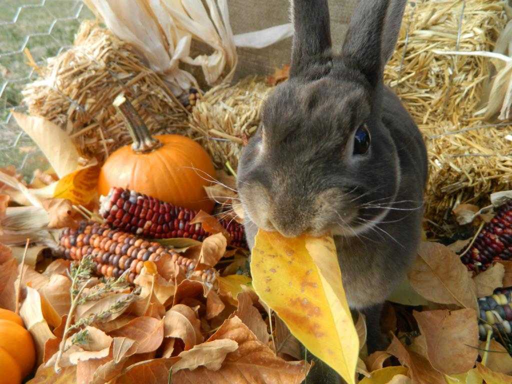 Кролик ест листья