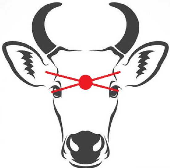 Убой коров: схема
