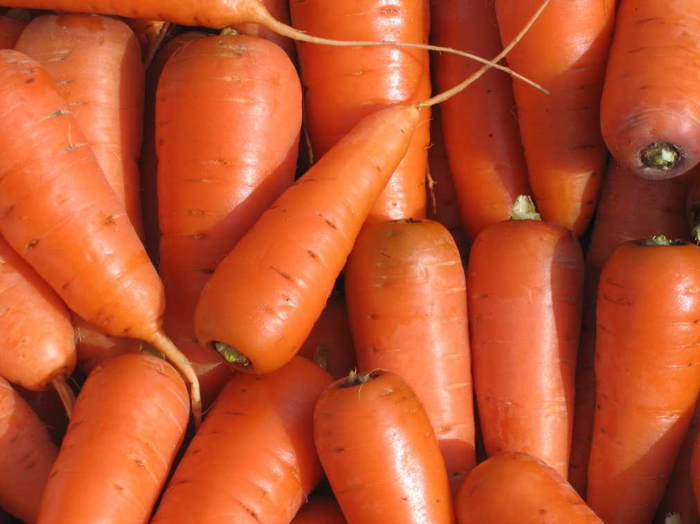 сорт моркови каротель
