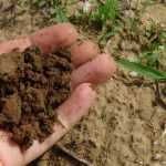 Система обработки почвы: назначение, научные основы, современные технологии и задачи