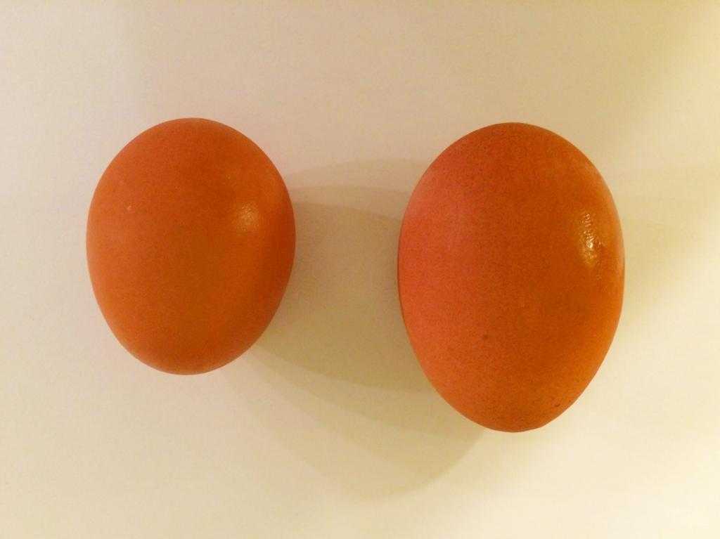 двухжелтковые куриные яйца