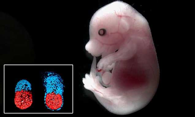 искусственный эмбрион мыши