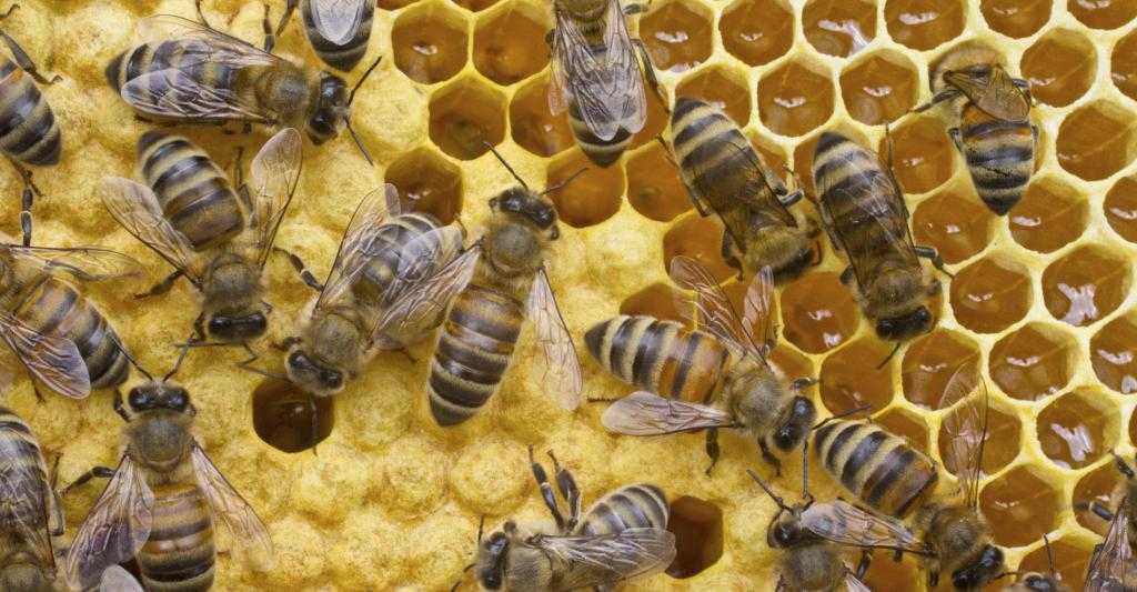 пчелы в сотах