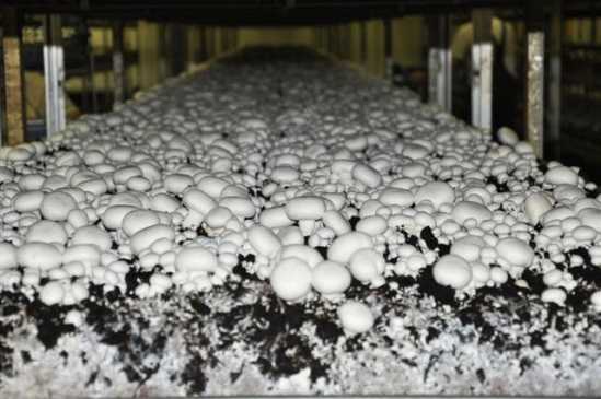 технология производства грибов