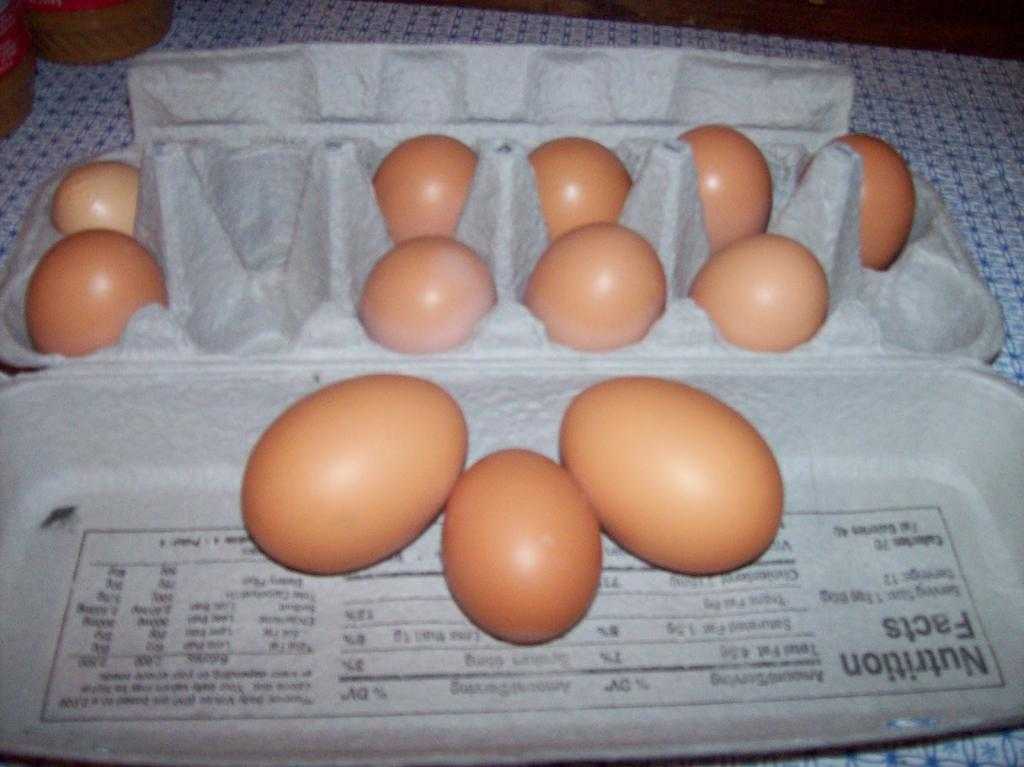 Производство двухжелтковых яиц