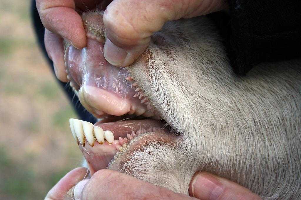 Зубы молодой козочки