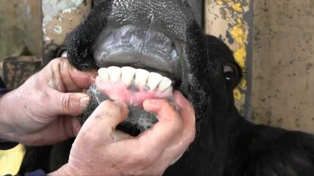 Сколько зубов у коровы