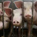 Забой свиней в домашних условиях: эффективные способы, особенности и рекомендации