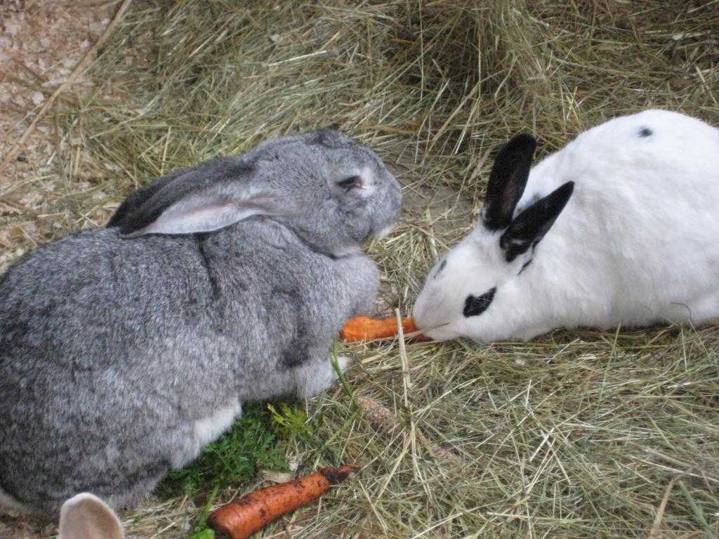 Кролики едят тыкву