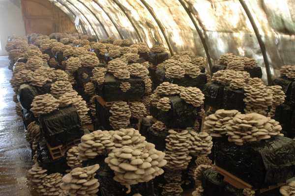 оборудование для производства грибов