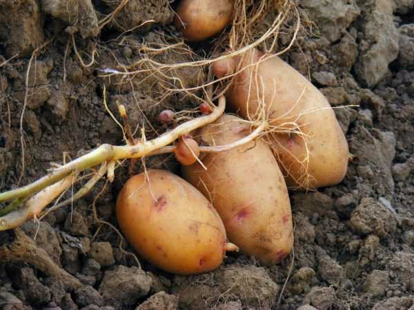 посадка картофеля