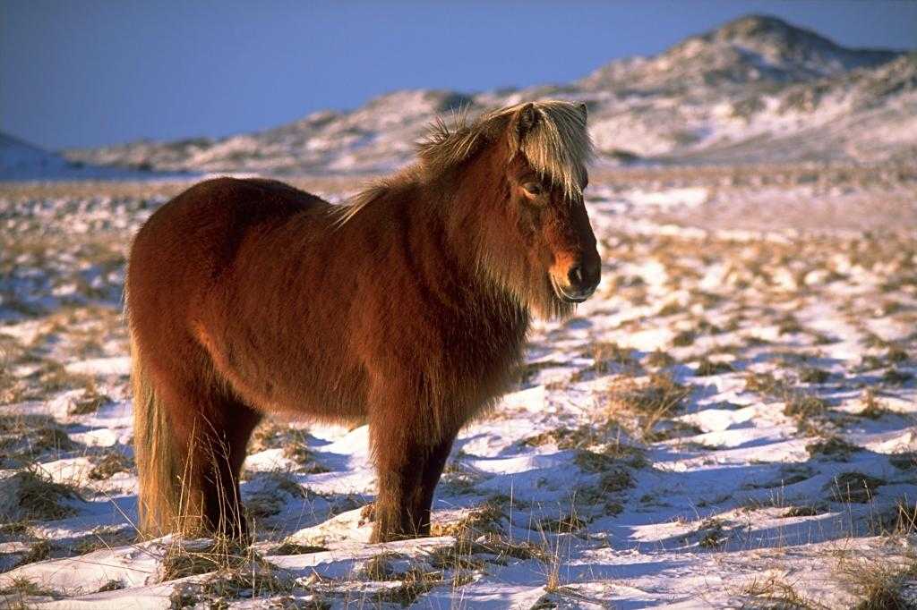 Исландский пони