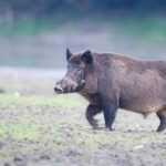 Сколько лет живет свинья в домашнем хозяйстве: средняя продолжительность