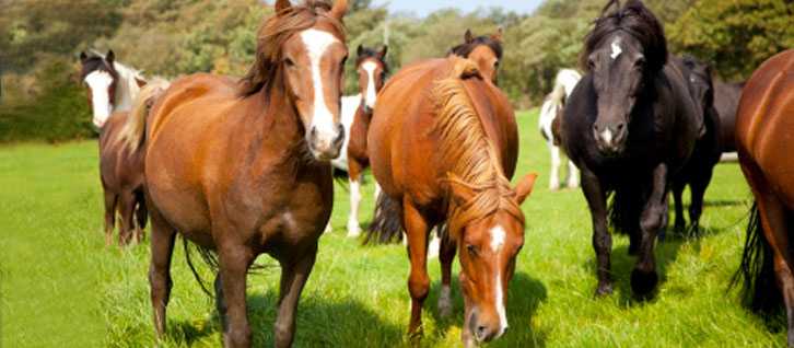 случное заболевание лошадей