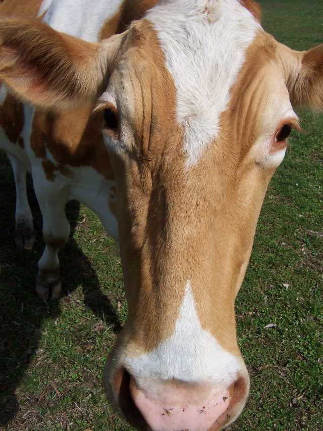 Корова перед убоем