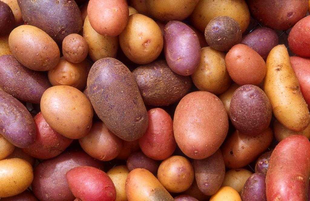 мини сортировка картофеля