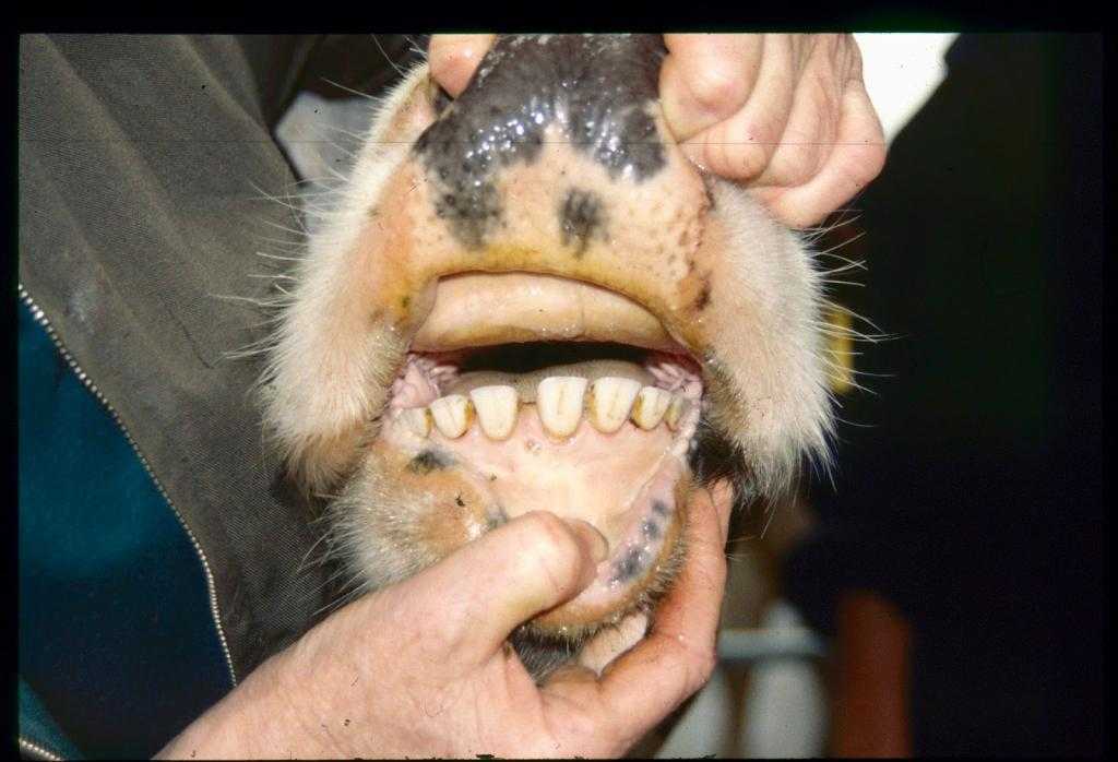 Зубы коровы фото