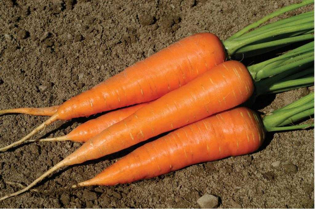 Как часто поливать морковь