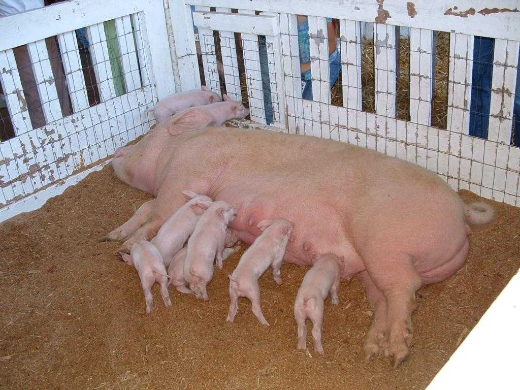 Свиноматка с потомством