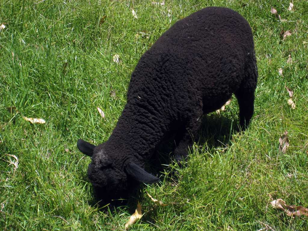 Ягнята карачаевской породы овец
