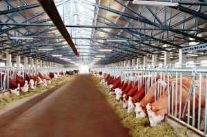 Бизнес-план молочной фермы: пример с расчетами