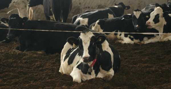 Рацион сухостойных коров