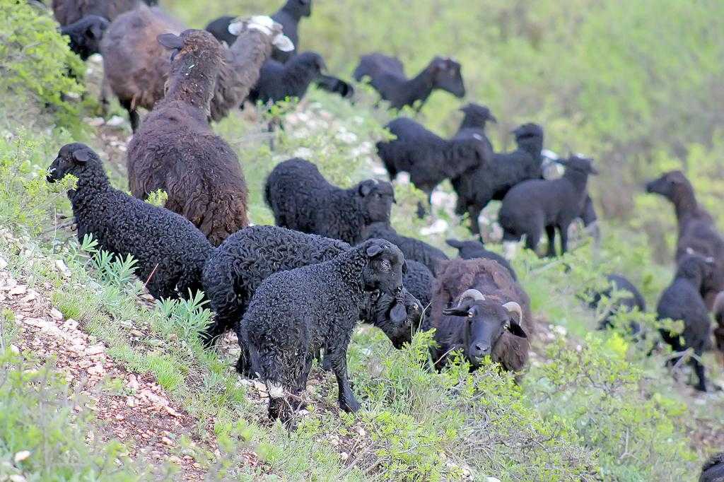 Карачаевская порода овец характеристика
