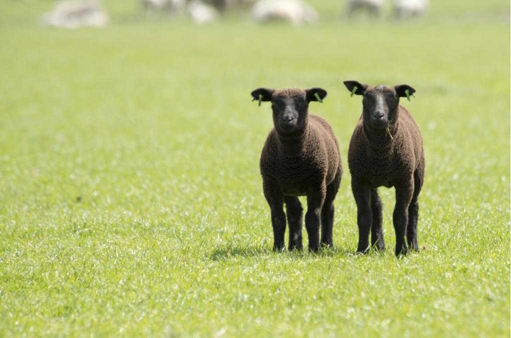 Продуктивность карачаевской породы овец