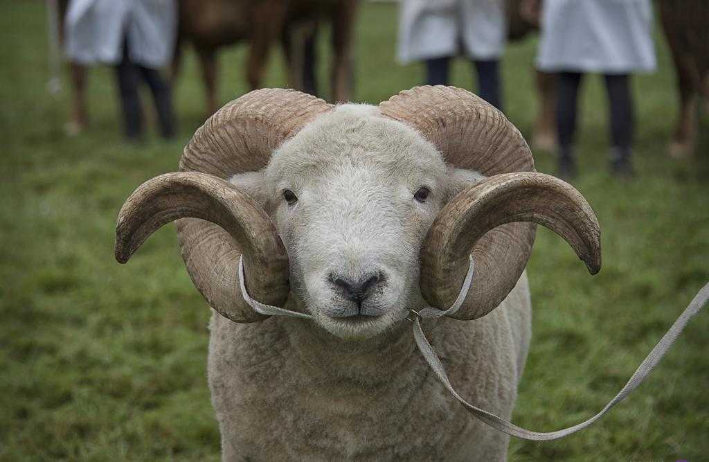 Цигайская порода овец фото