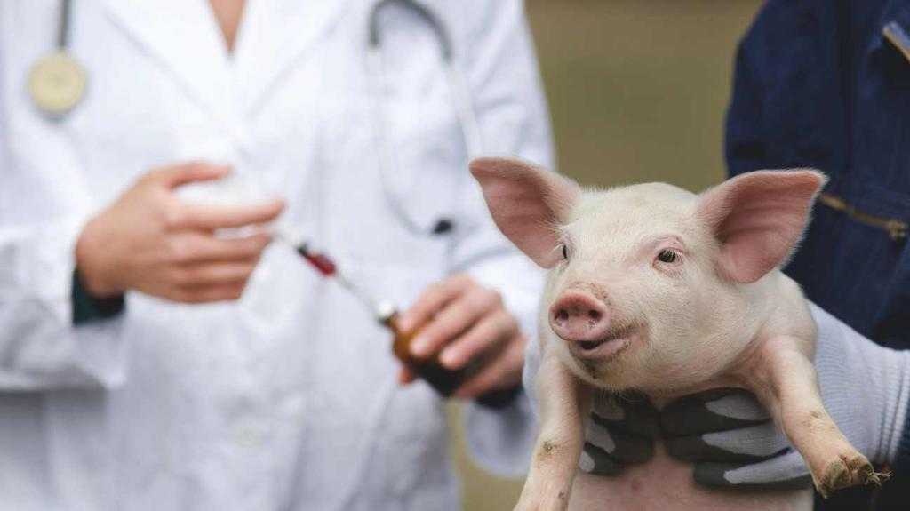 Вакцинация свиней