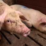 Цирковирусная инфекция свиней: причины заболевания, симптомы и вакцины