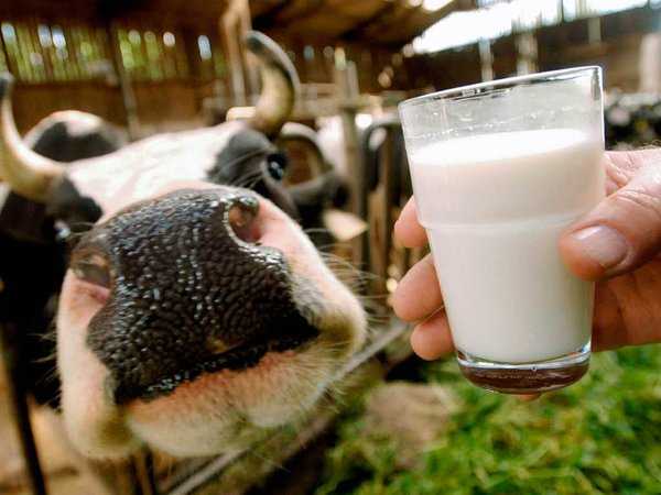 Корова и стакан молока