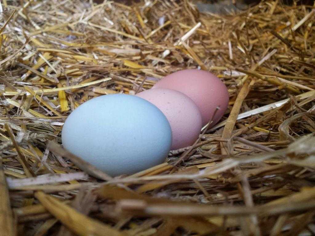 сколько курица несет яйца
