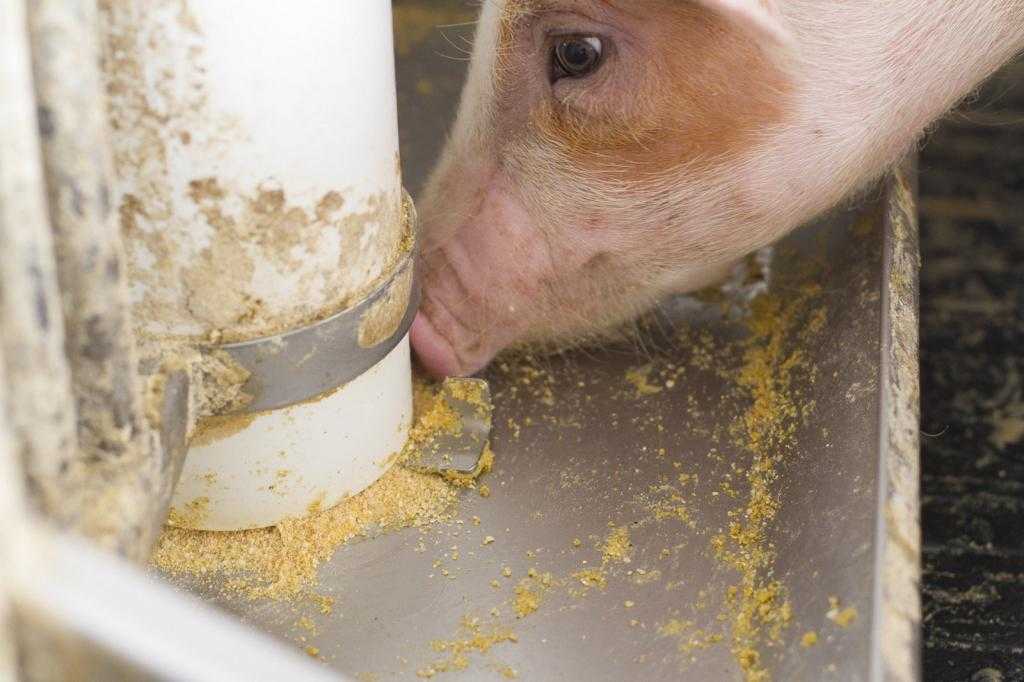 Стоимость кормов для свиней