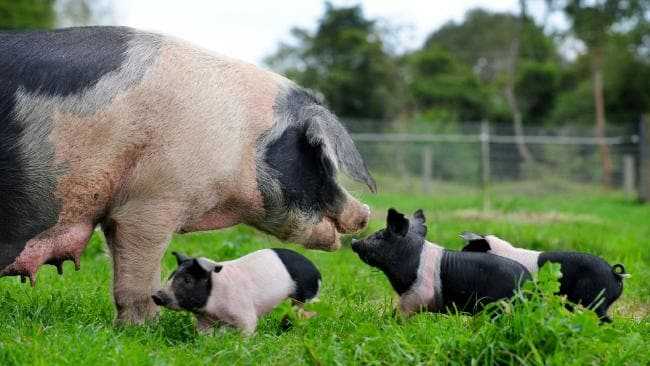 Свиноматка с детенышами