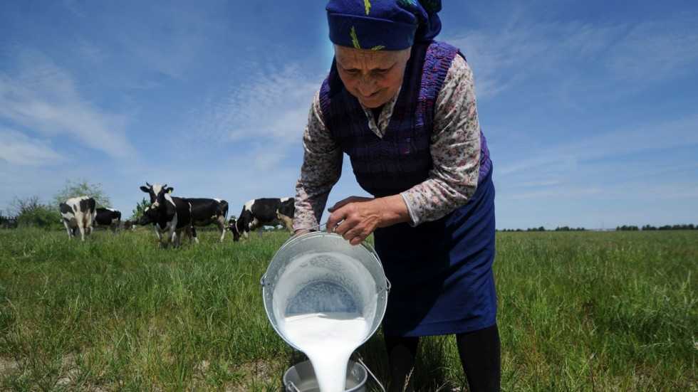 современная молочная ферма