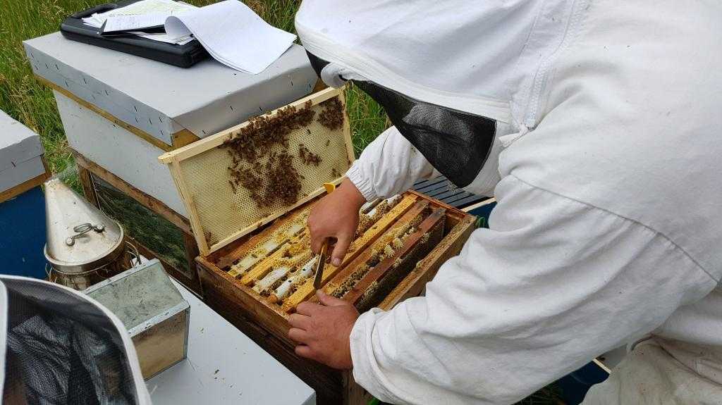 пчеловодство рентабельность бизнеса