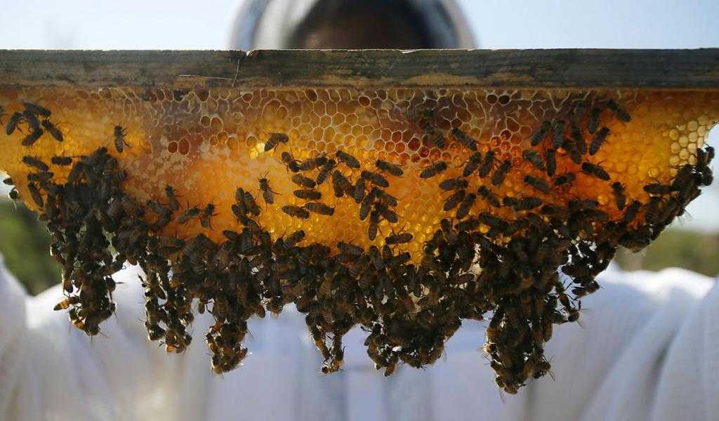 бизнес идея пчеловодства