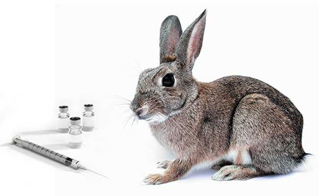 Кролик и препарат для вакцинации.