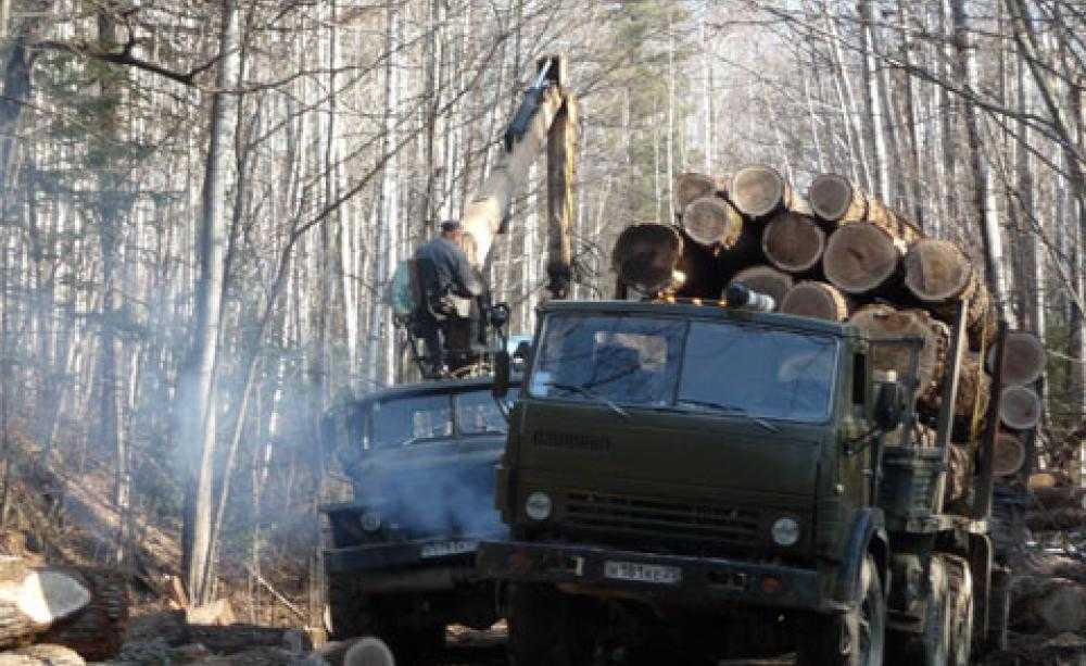 Транспортировка бревен на лесозаготовке