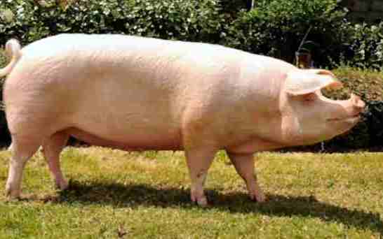 Сальная порода свиней