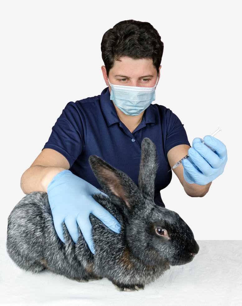 Парень проводит вакцинацию кролика.