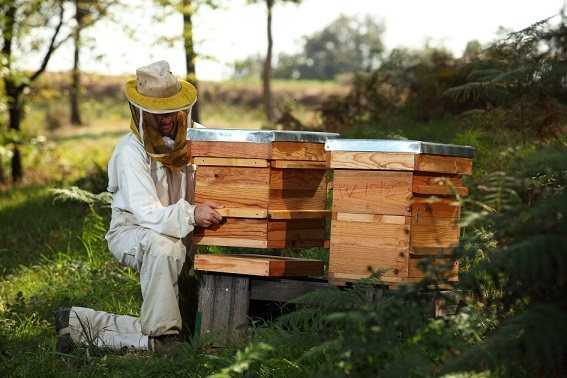 деревянные ульи для пчел