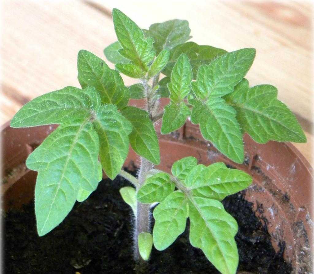 фляшен томат выращивание