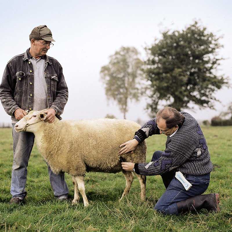 Уход за беременной овцой