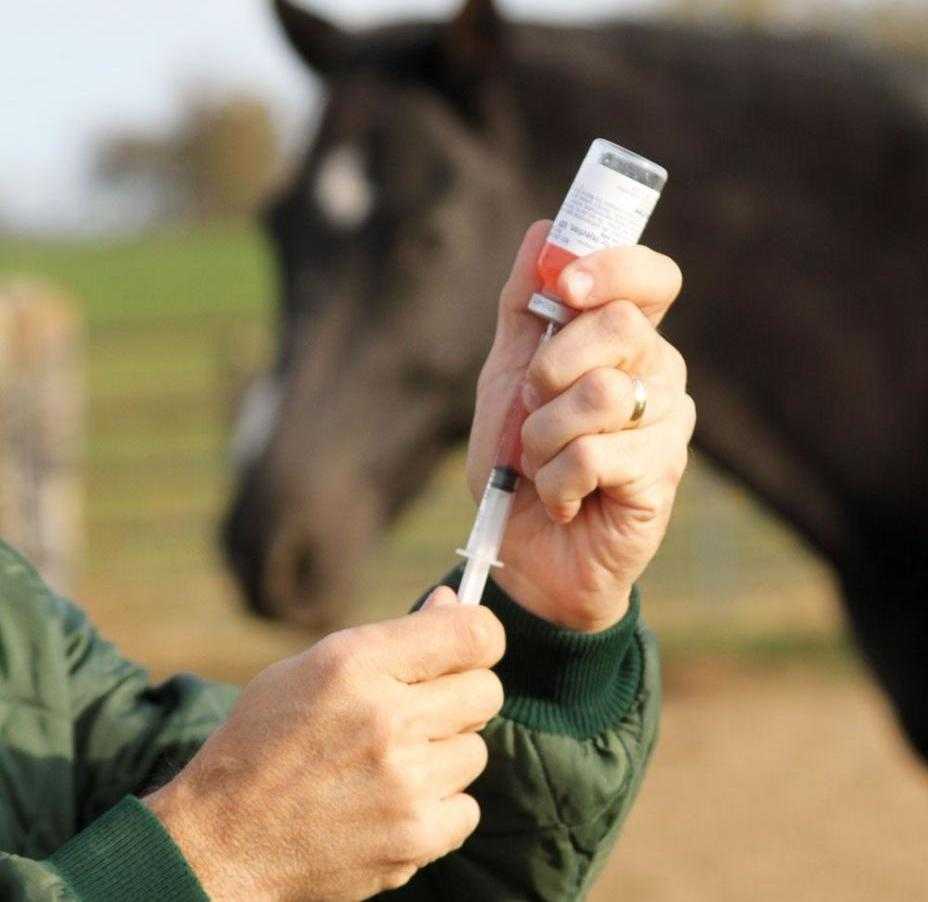 лечение от ринопневмонии лошадей