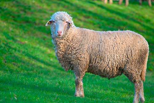 Описание породы овец прекос содержание