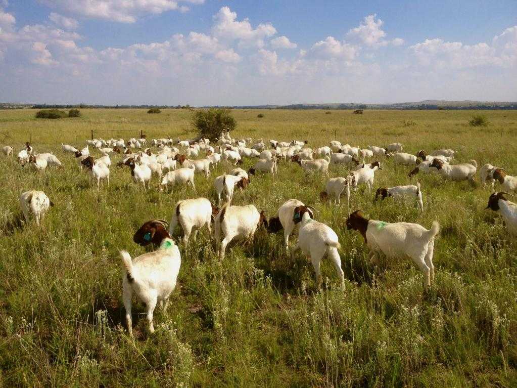 Бурские козы описание породы разведение