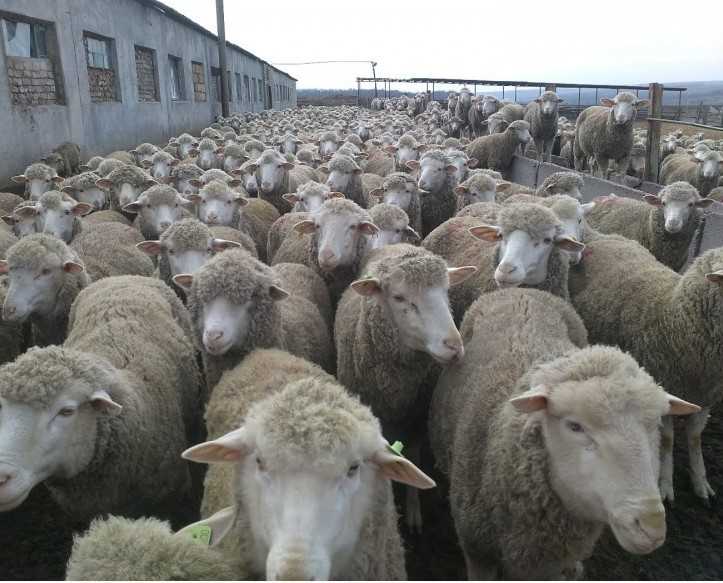 Овцы породы прекос характеристика