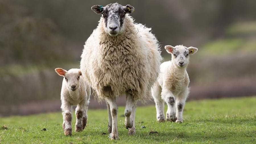 сколько проходит беременность у овцы